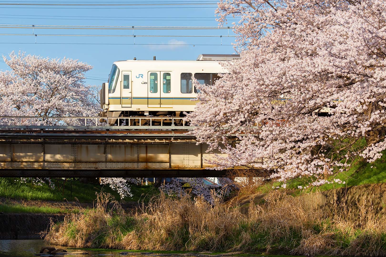 奈良 佐保川 川路桜_a0003166_09062431.jpg
