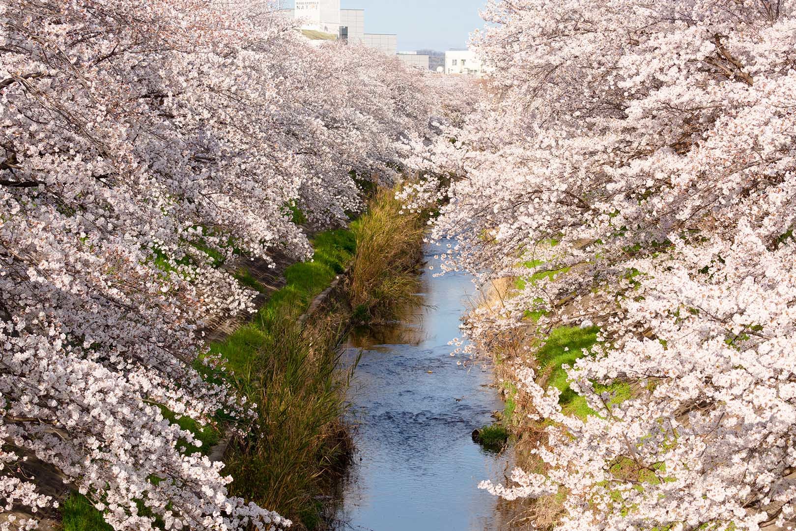 奈良 佐保川 川路桜_a0003166_09062434.jpg