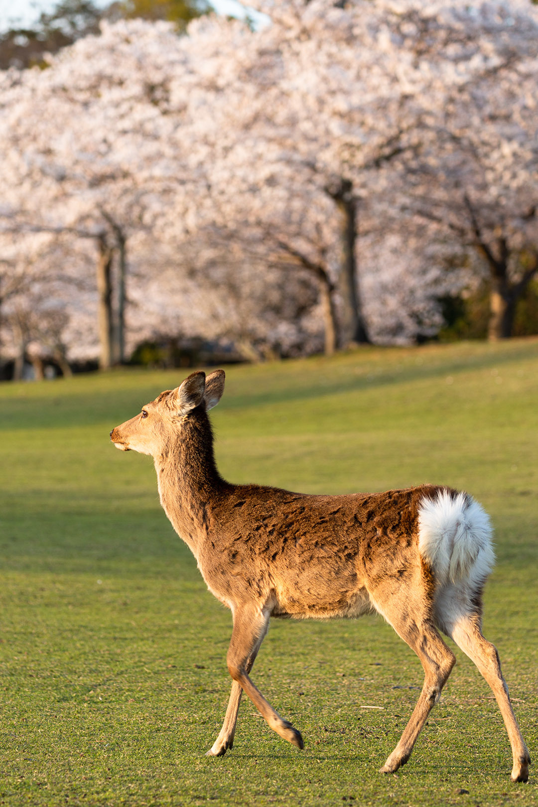 奈良の鹿_a0003166_09071558.jpg