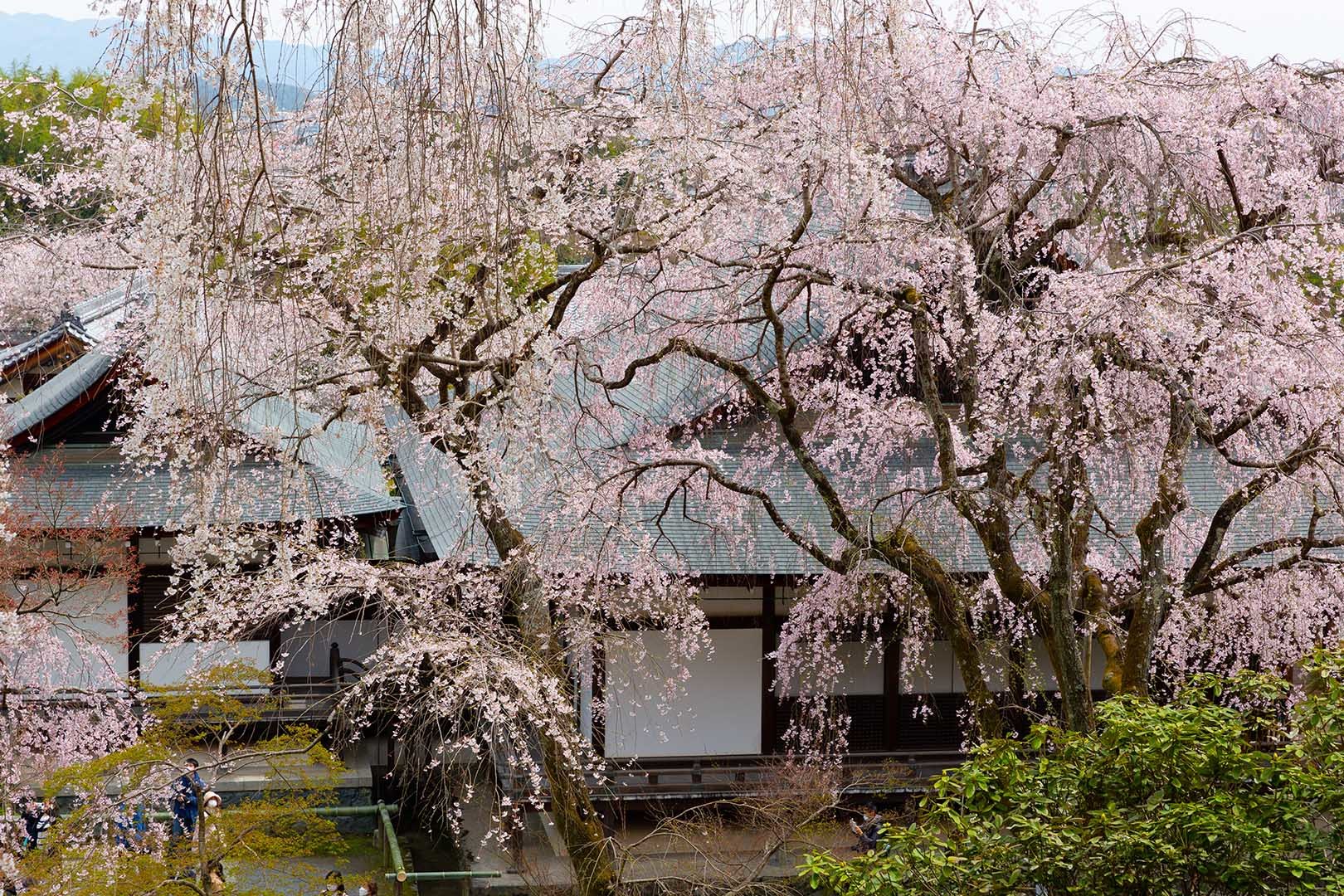 嵐山 天龍寺 桜_a0003166_09163328.jpg