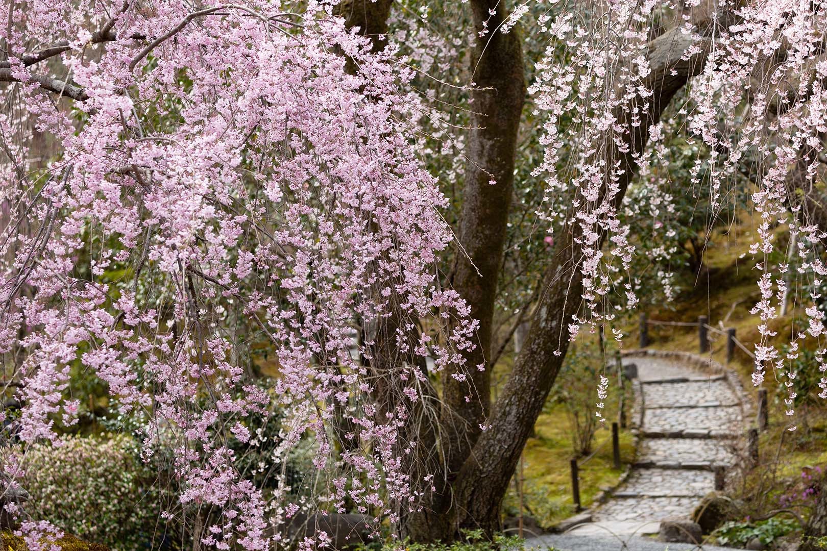 嵐山 天龍寺 桜_a0003166_09163337.jpg