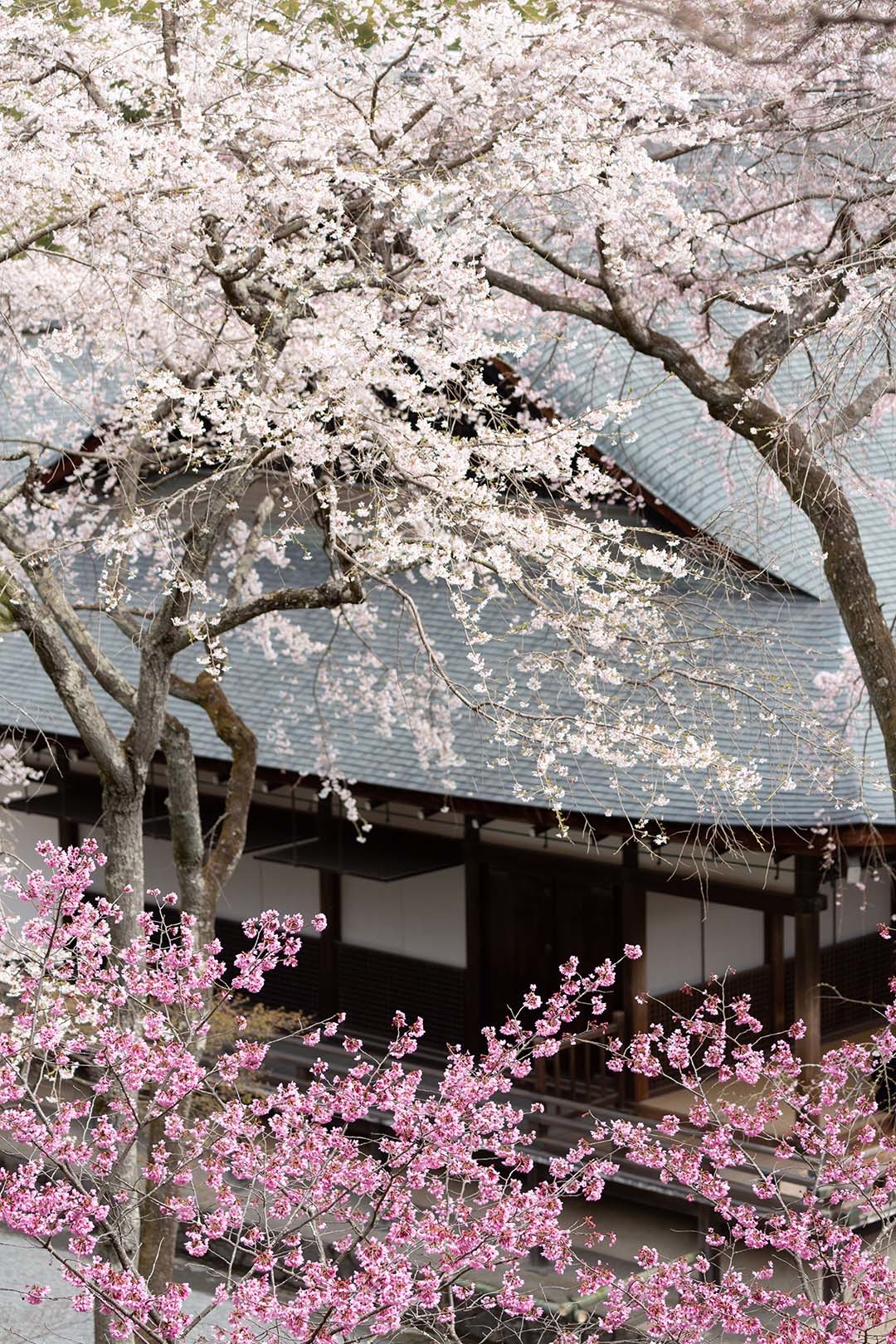 嵐山 天龍寺 桜_a0003166_09163348.jpg