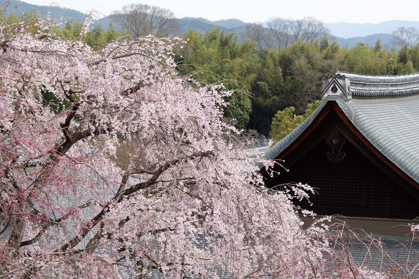 嵐山 天龍寺 桜_a0003166_09163461.jpg