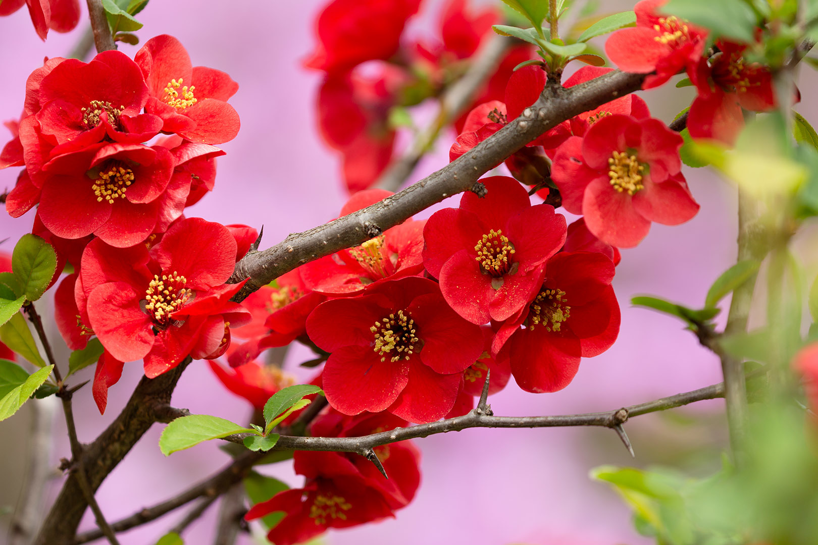 嵐山 天龍寺 桜_a0003166_09163498.jpg