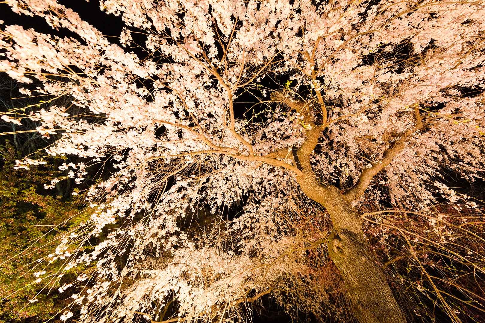 京都植物園 桜 ライトアップ_a0003166_09184610.jpg