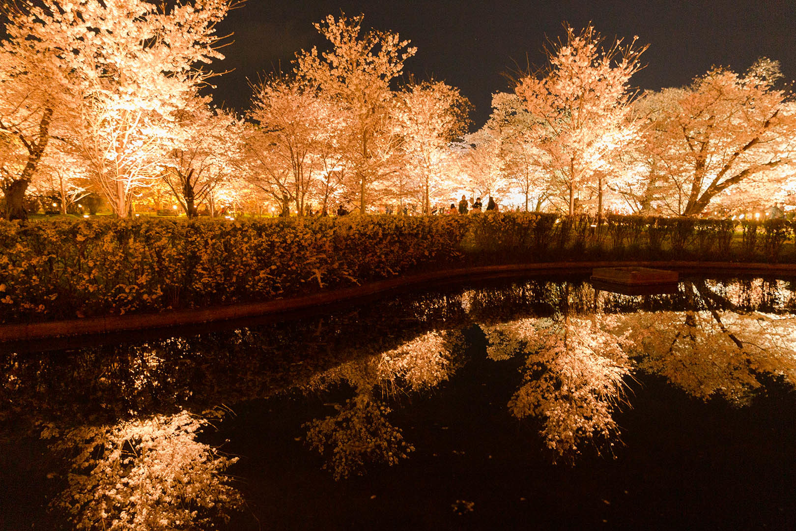 京都植物園 桜 ライトアップ_a0003166_09184639.jpg