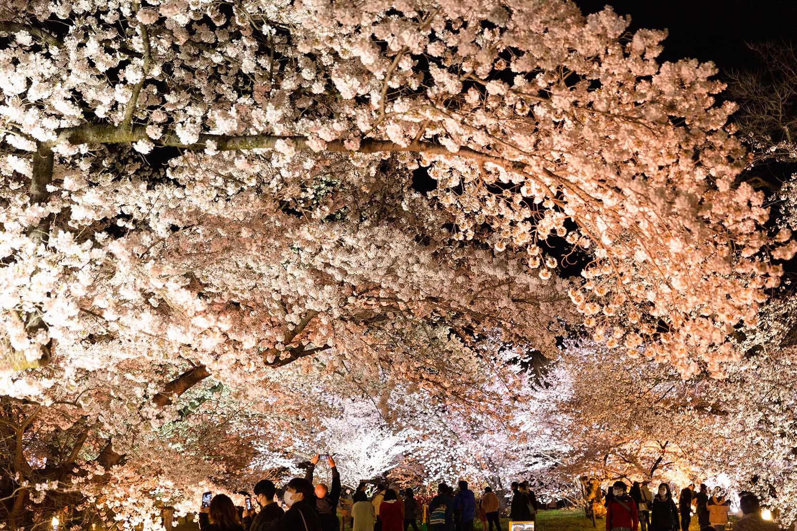 京都植物園 桜 ライトアップ_a0003166_09184680.jpg