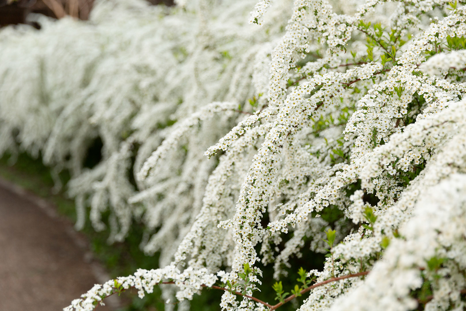 花（京都植物園）_a0003166_09202257.jpg