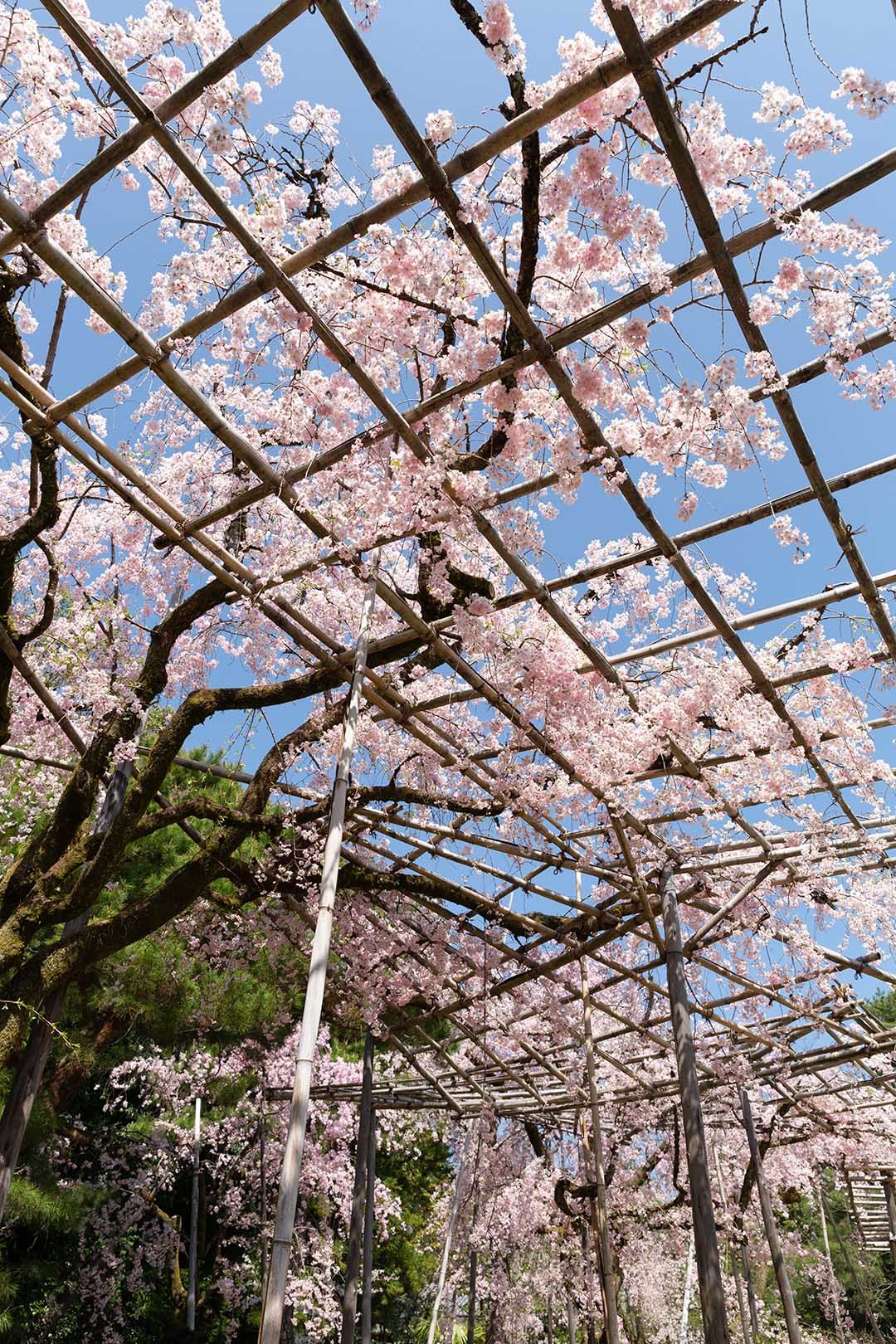 平安神宮 桜_a0003166_09231544.jpg
