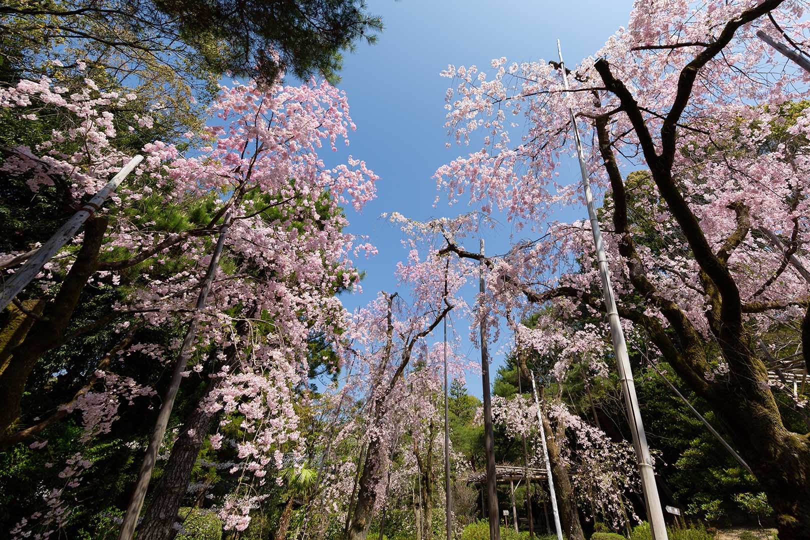 平安神宮 桜_a0003166_09231955.jpg