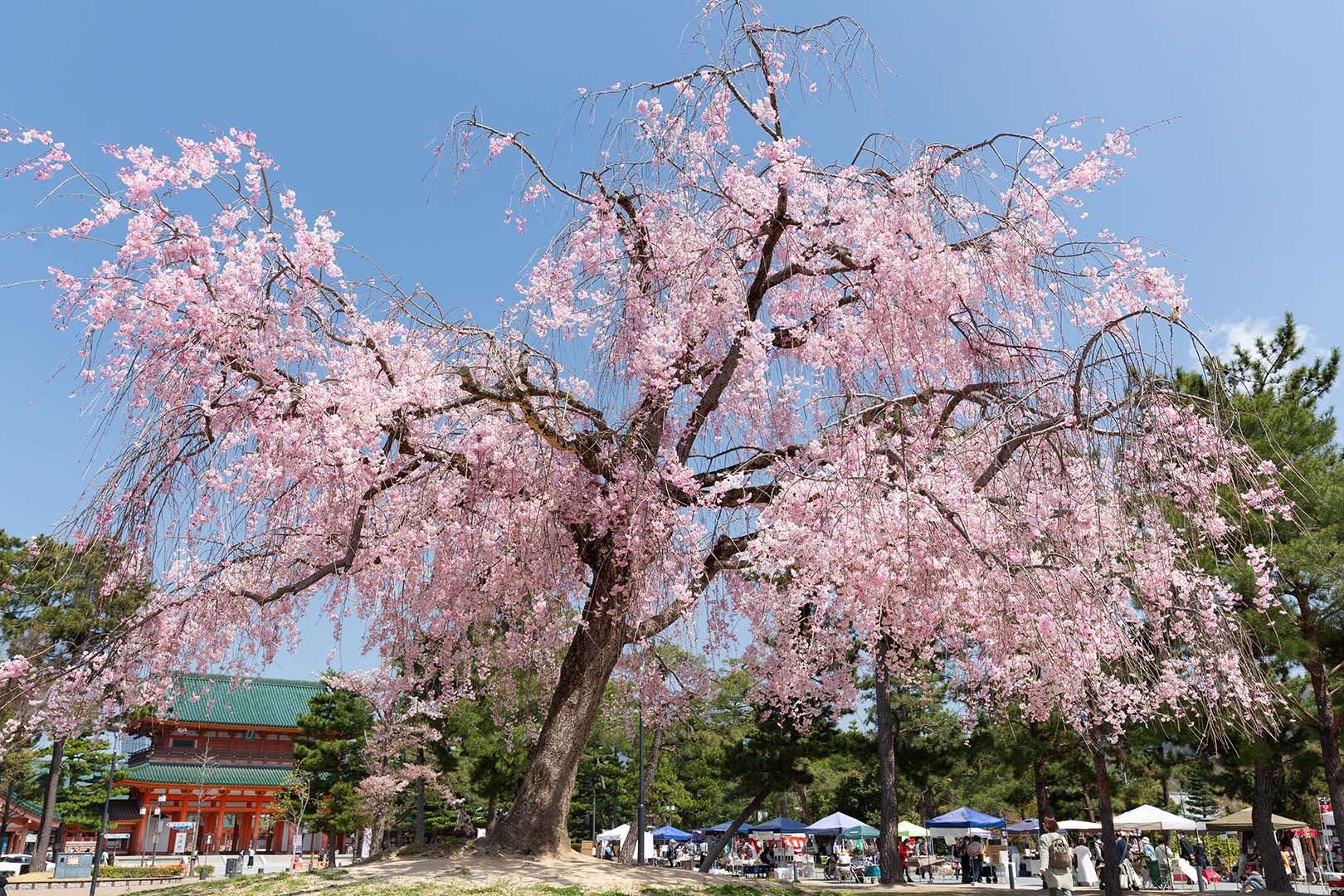 平安神宮 桜_a0003166_09232718.jpg
