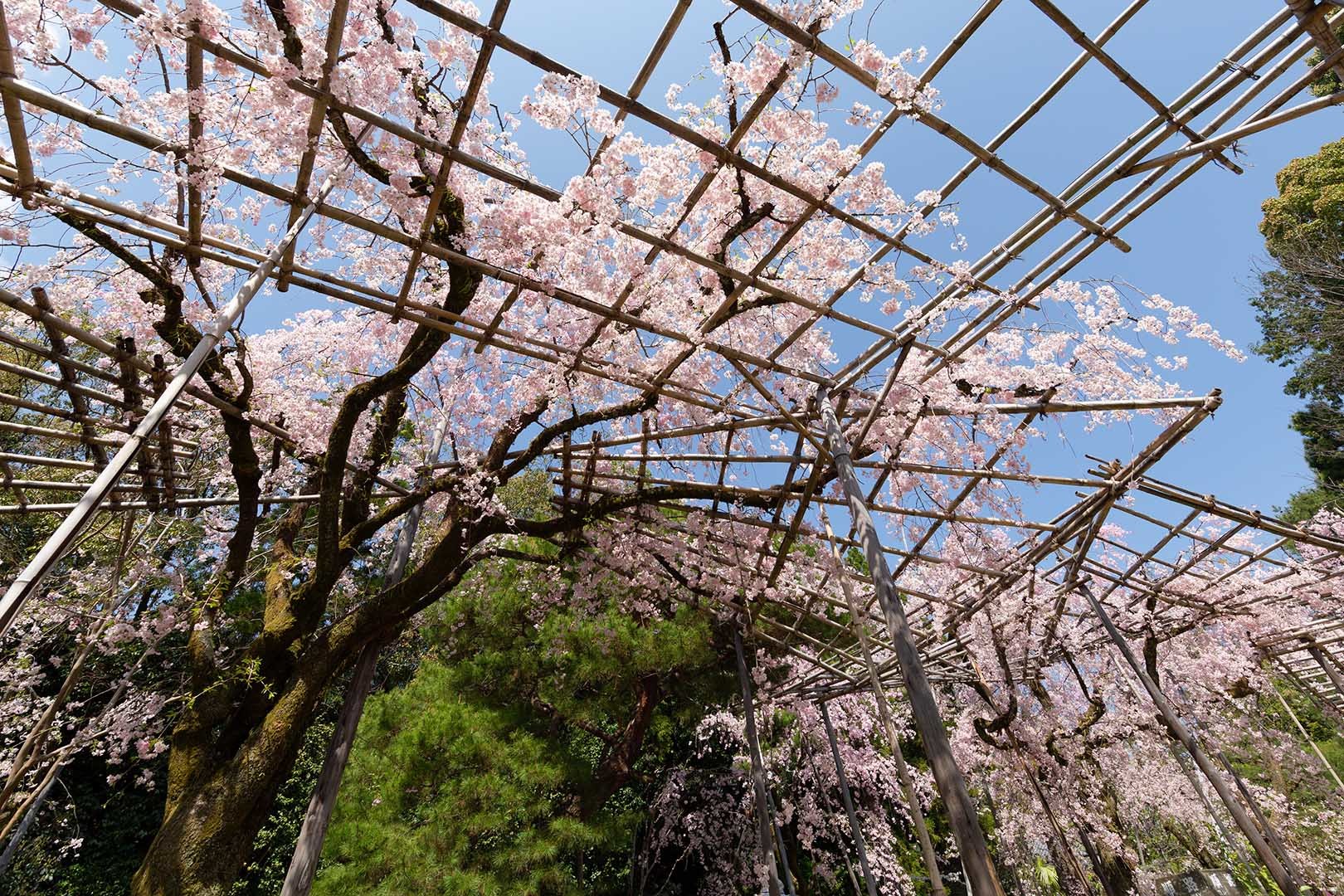 平安神宮 桜_a0003166_09232741.jpg