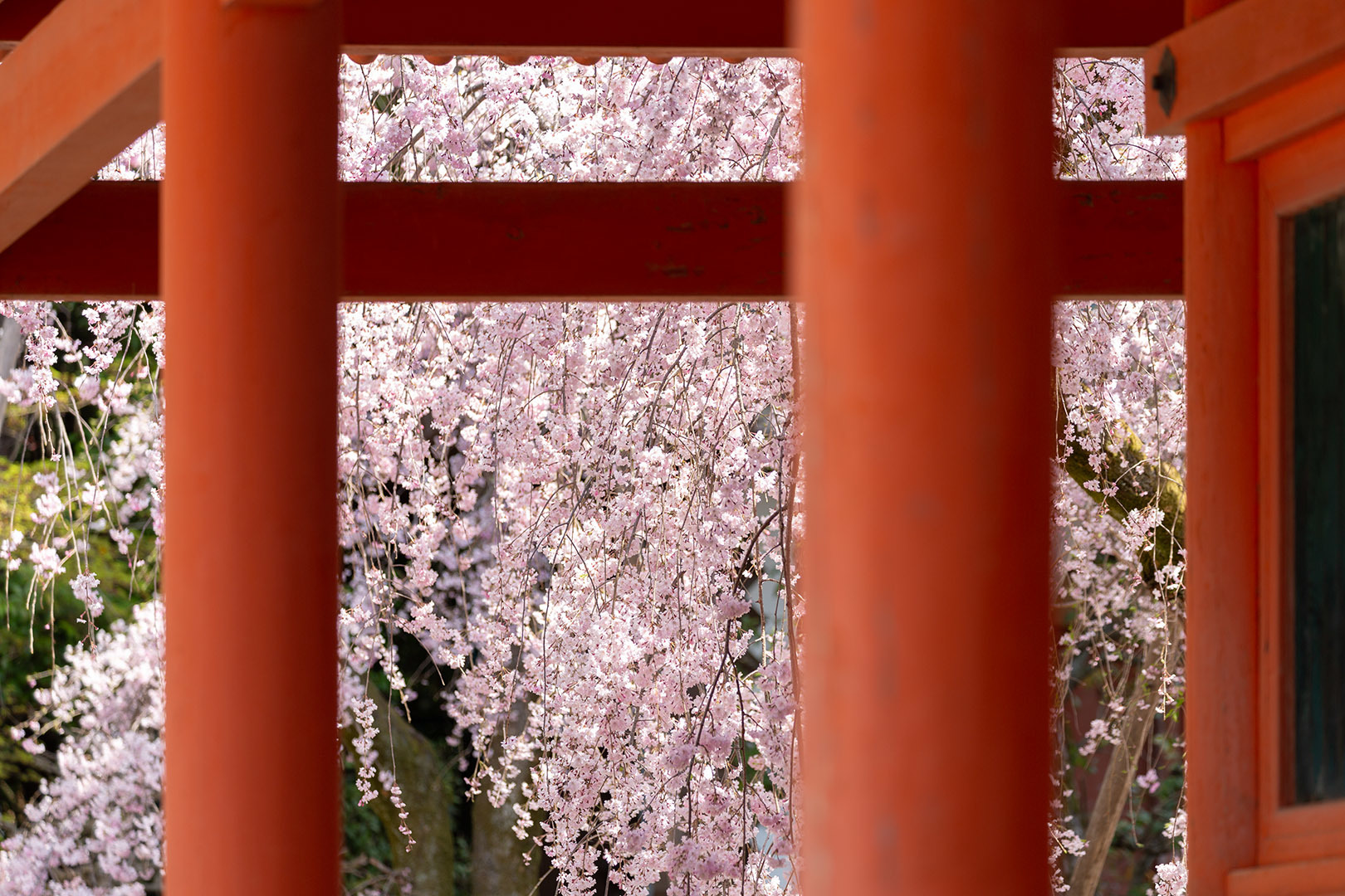 平安神宮 桜_a0003166_09232771.jpg