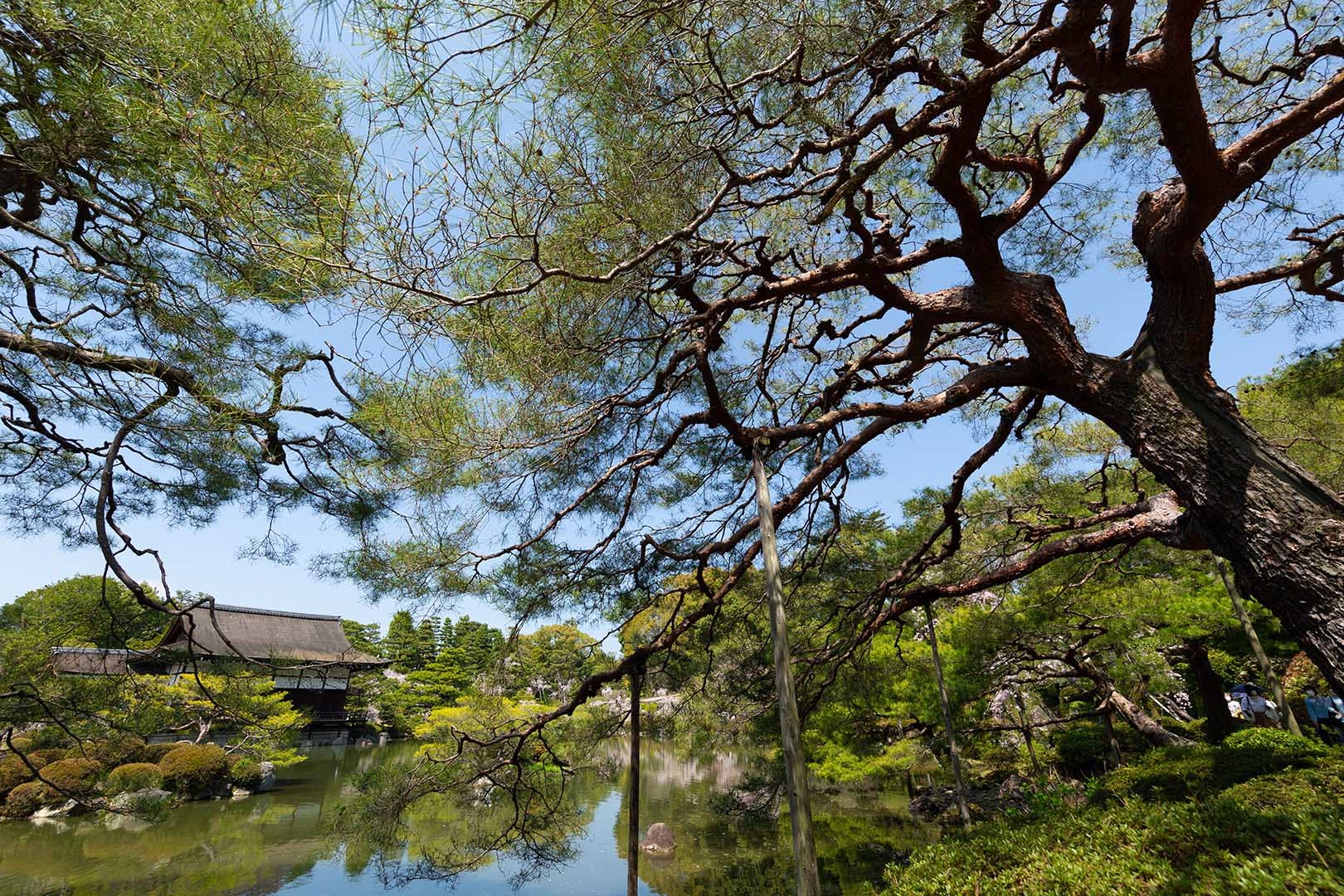 平安神宮 桜_a0003166_09232787.jpg