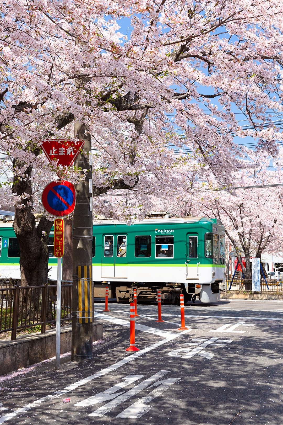 京阪 桜（びわ湖浜大津～三井寺、三井寺の近く）_a0003166_09262138.jpg