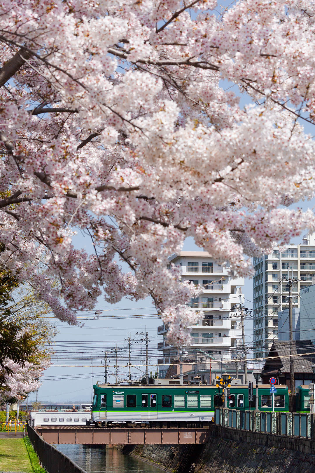 京阪 桜（びわ湖浜大津～三井寺、三井寺の近く）_a0003166_09262248.jpg