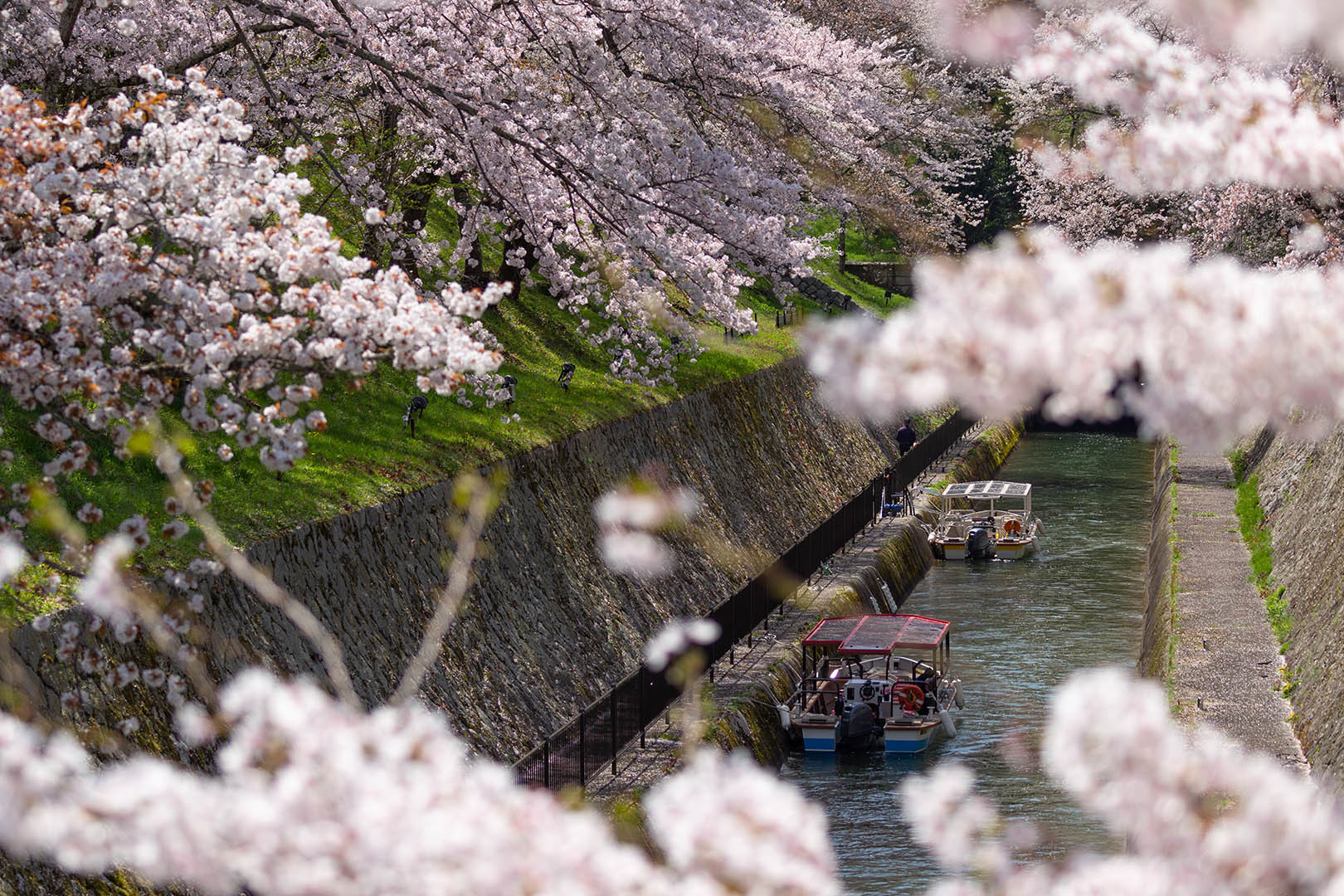 琵琶湖第１疎水 桜_a0003166_09275733.jpg