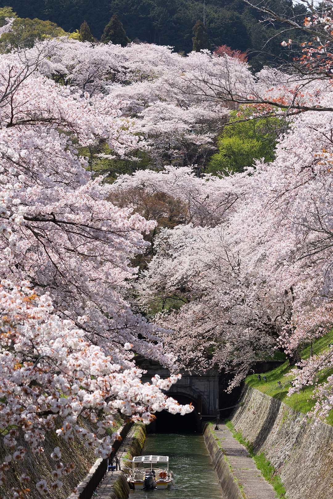 琵琶湖第１疎水 桜_a0003166_09275781.jpg