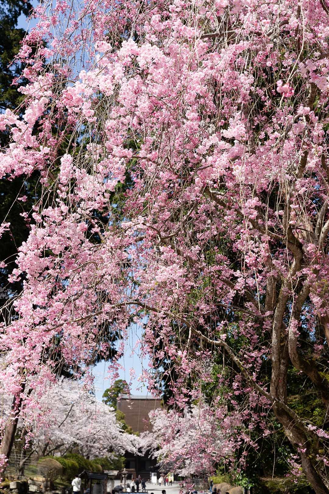 三井寺 桜_a0003166_09291867.jpg