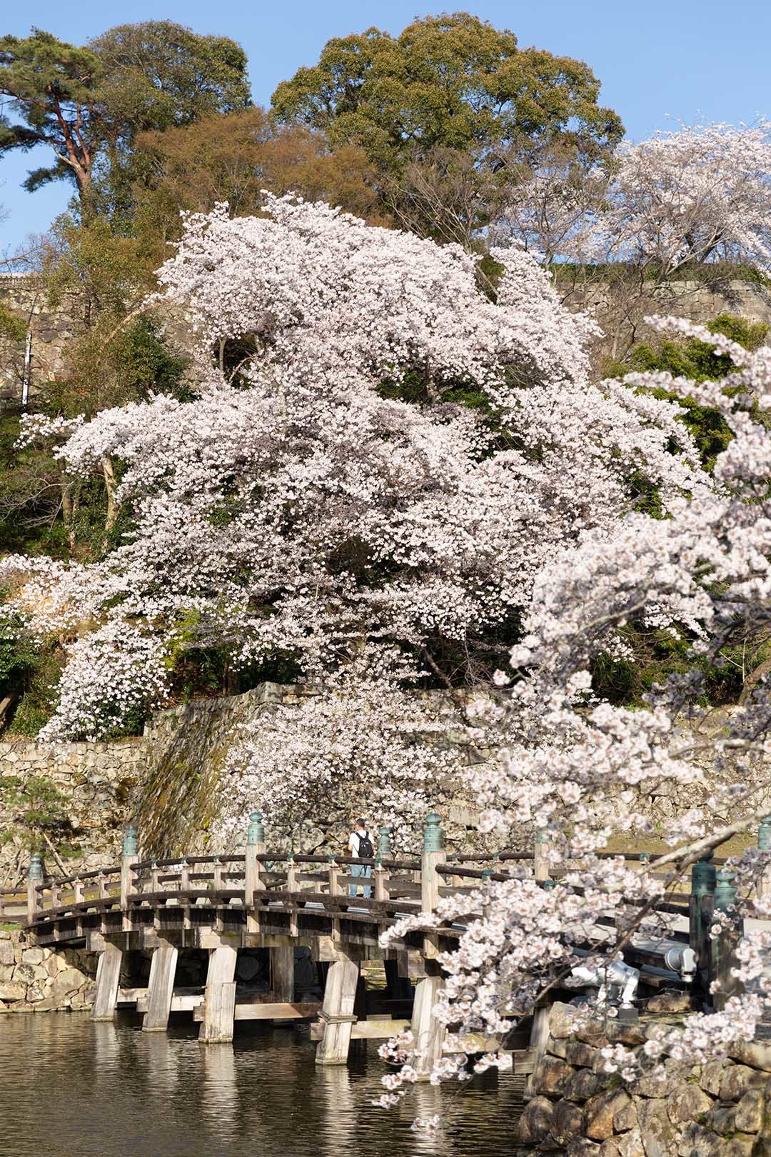 彦根城 桜_a0003166_09311294.jpg