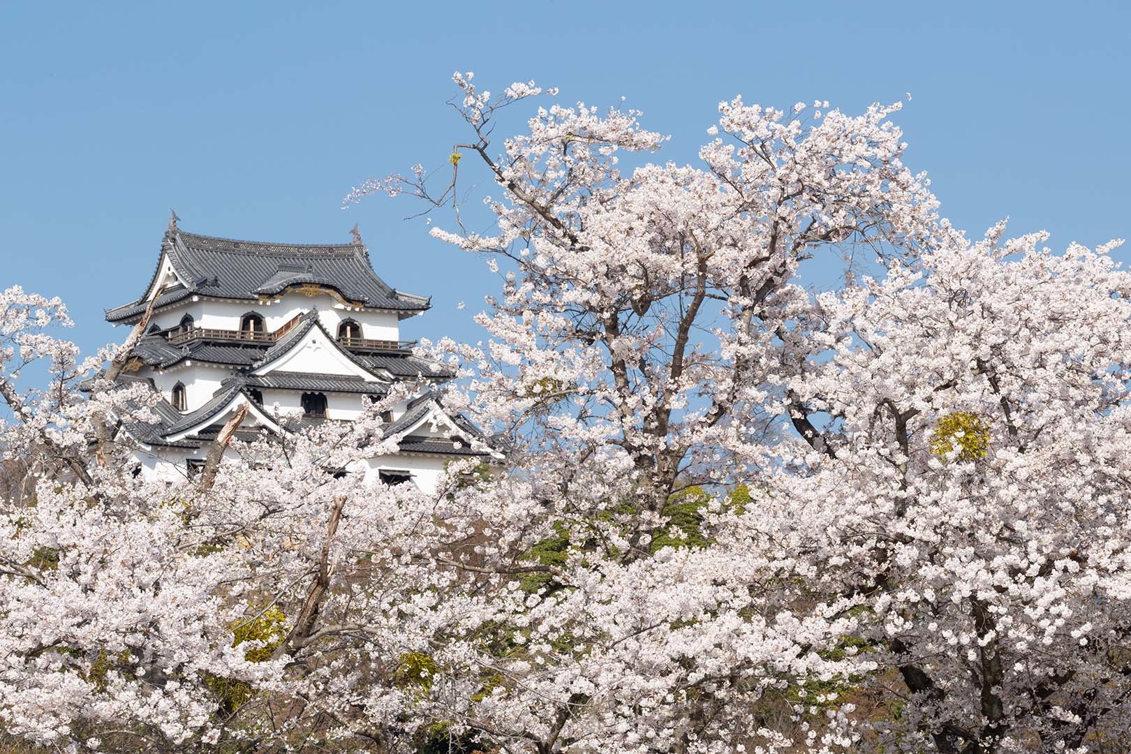 彦根城 桜_a0003166_09311300.jpg