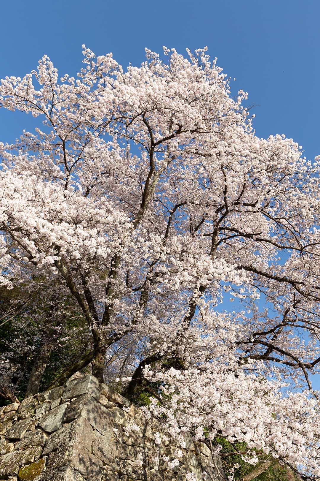 彦根城 桜_a0003166_09311307.jpg