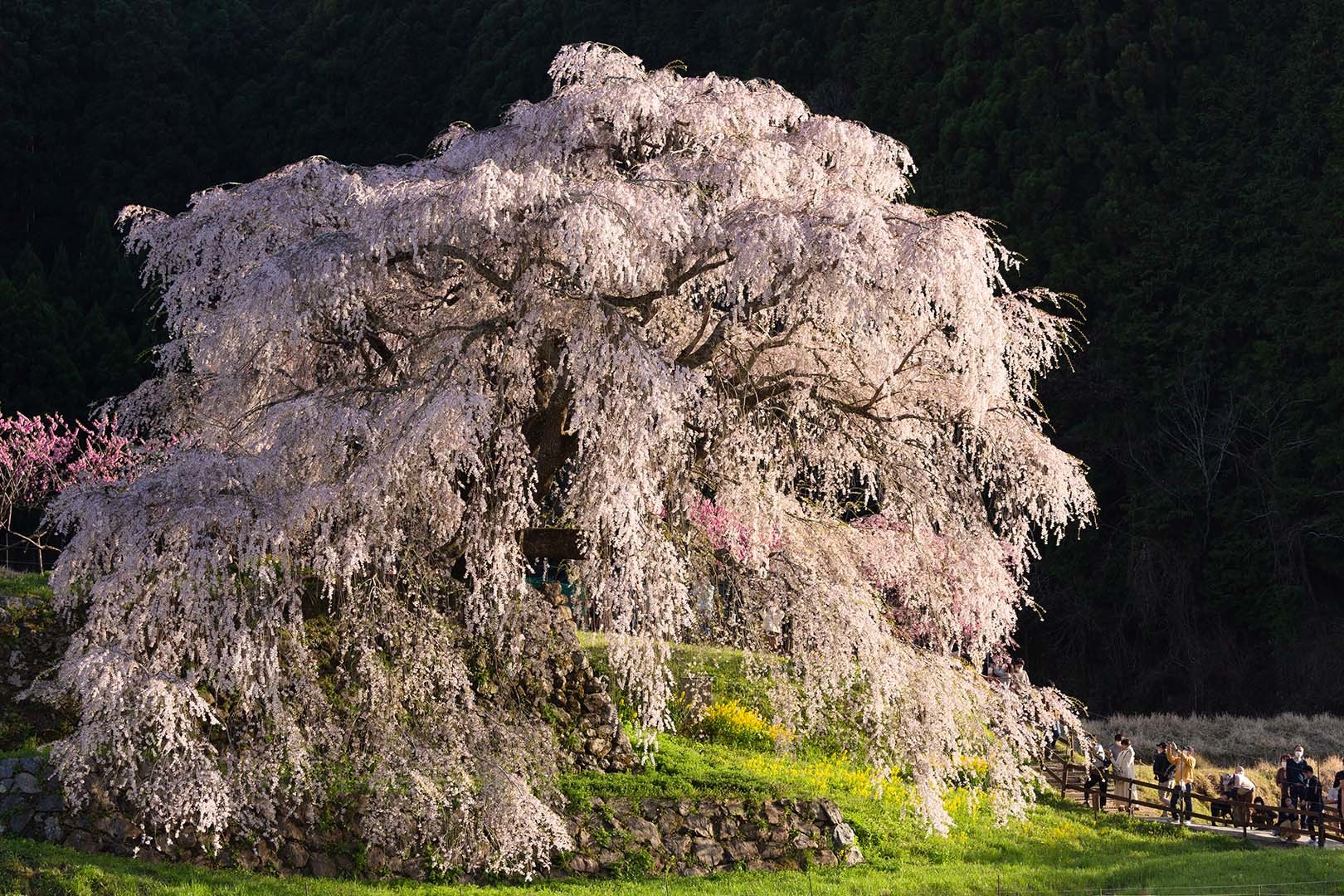 又兵衛桜_a0003166_09334700.jpg