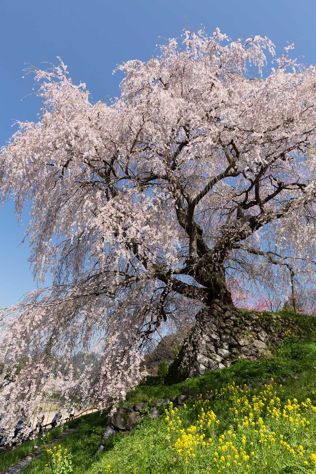 又兵衛桜_a0003166_09343514.jpg