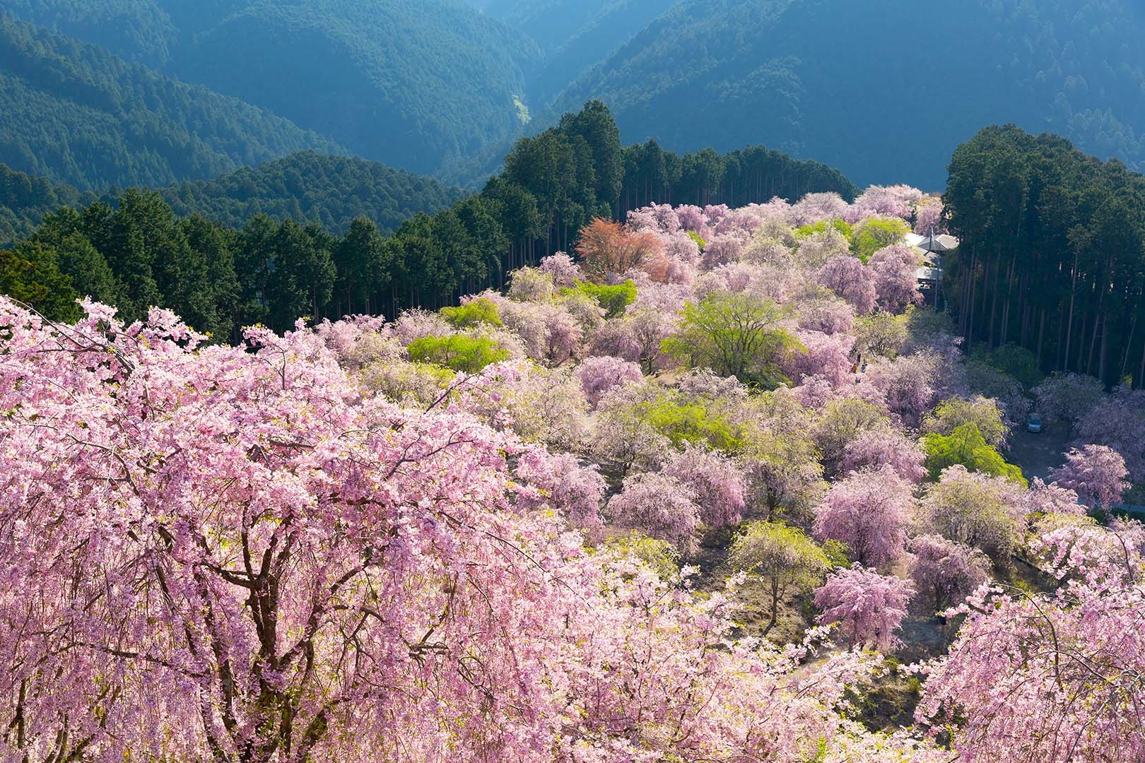 高見の郷 桜_a0003166_09404411.jpg