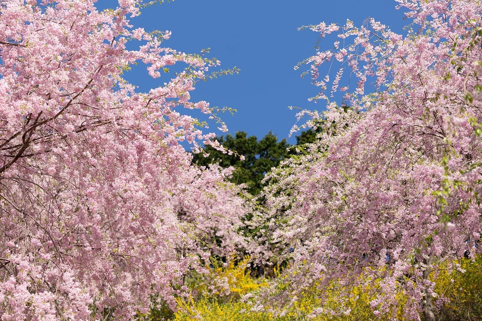 高見の郷 桜_a0003166_09411371.jpg