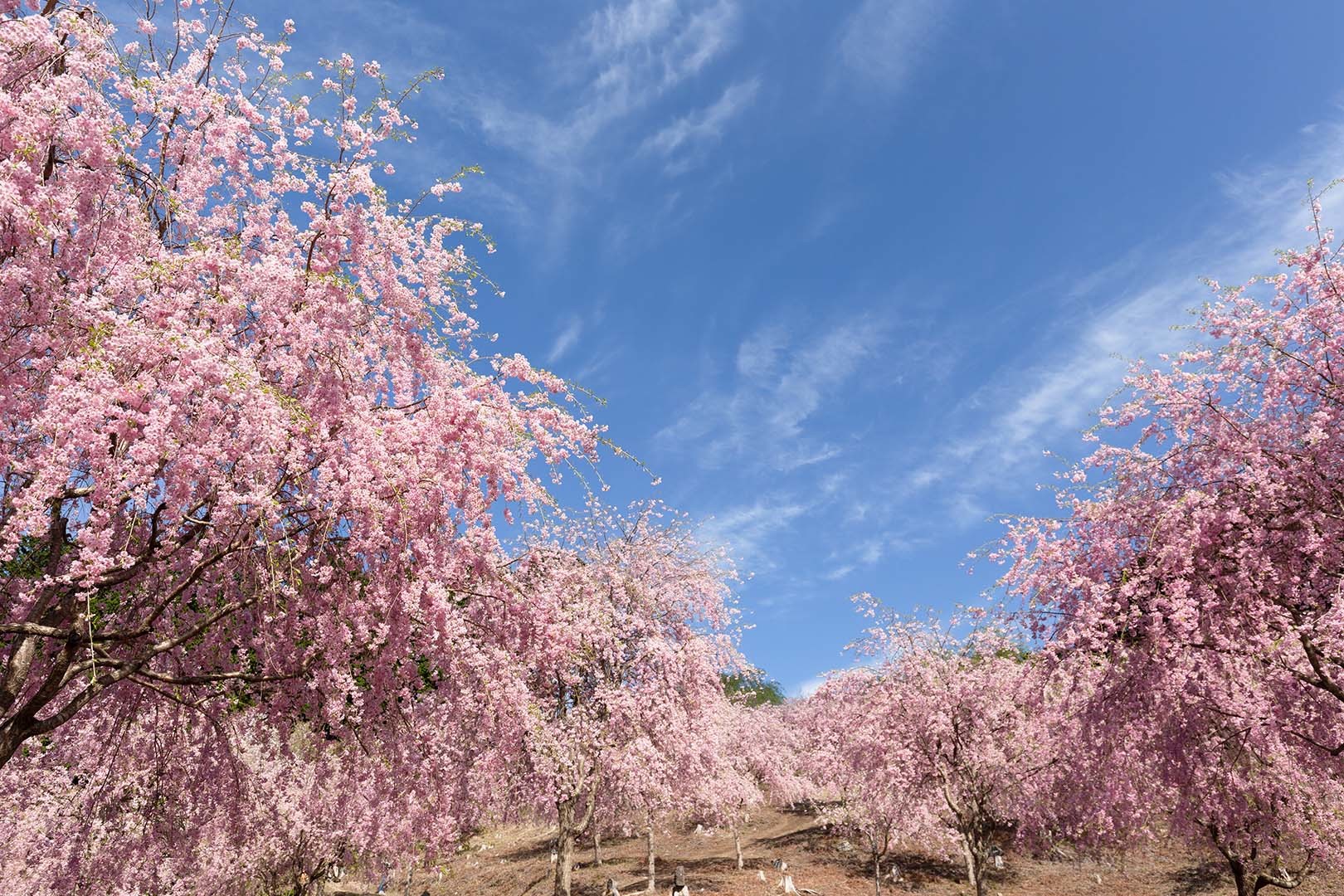 高見の郷 桜_a0003166_09422703.jpg