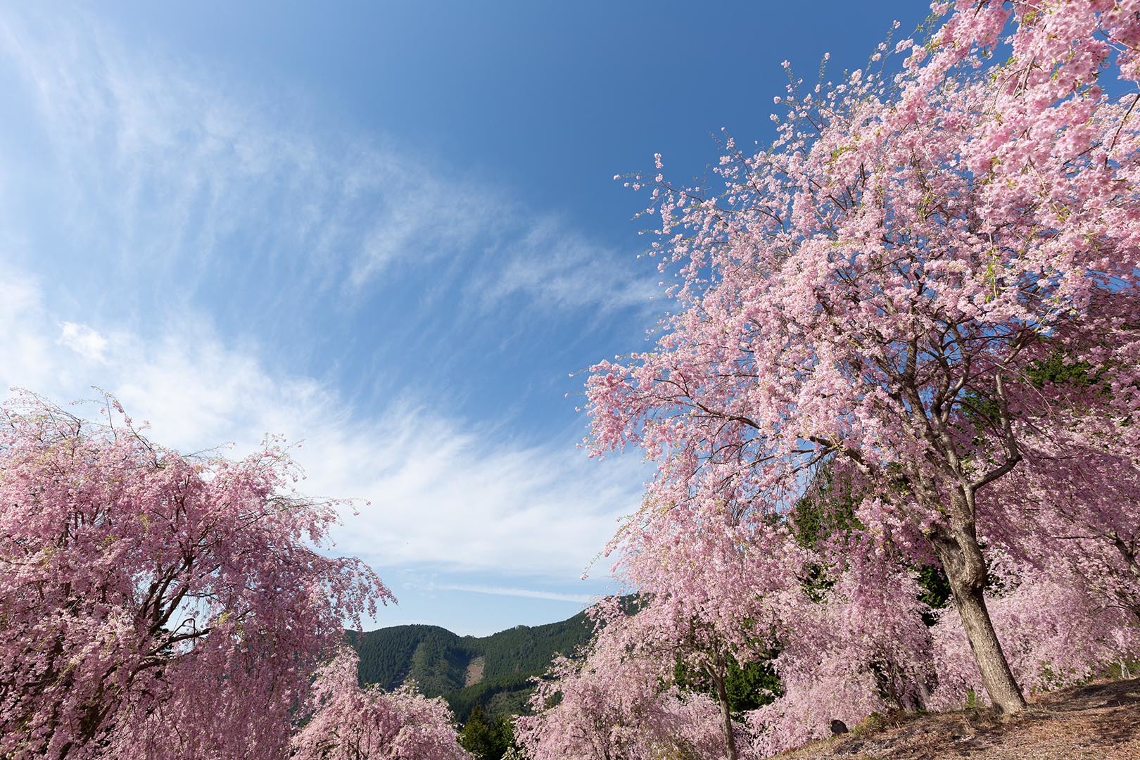 高見の郷 桜_a0003166_09422715.jpg