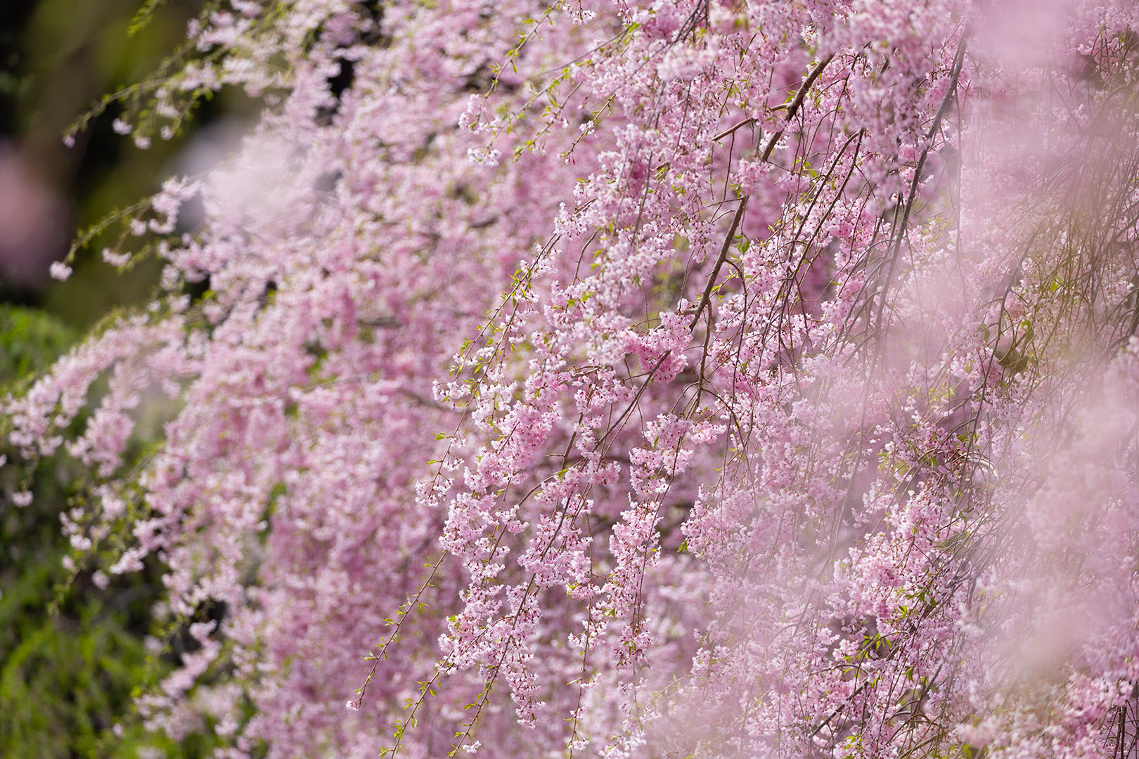 高見の郷 桜_a0003166_09422743.jpg