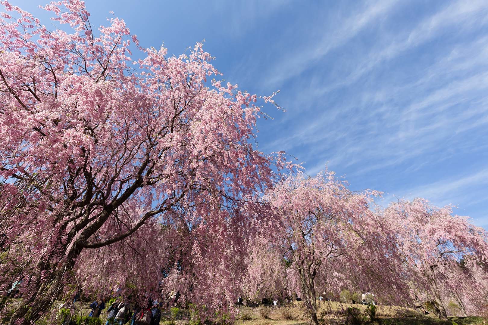 高見の郷 桜_a0003166_09422871.jpg