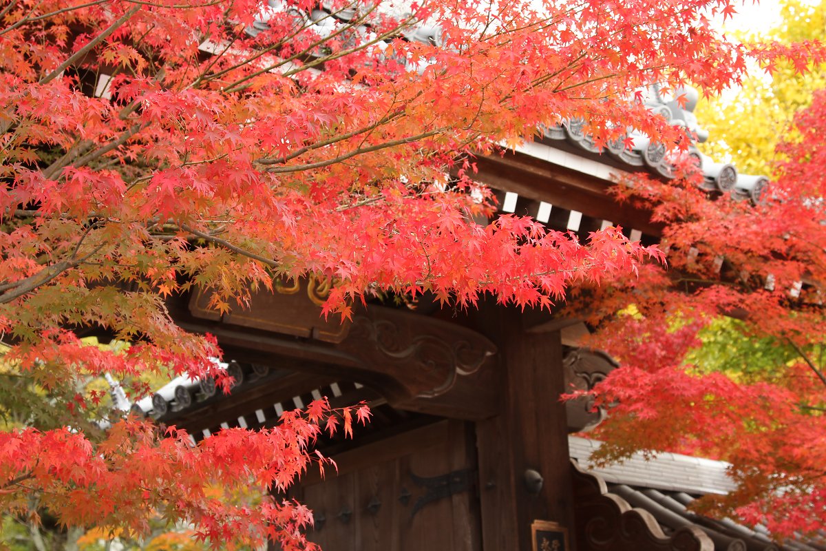 もみじ （南禅寺、永観堂の入口）_a0003166_094469.jpg