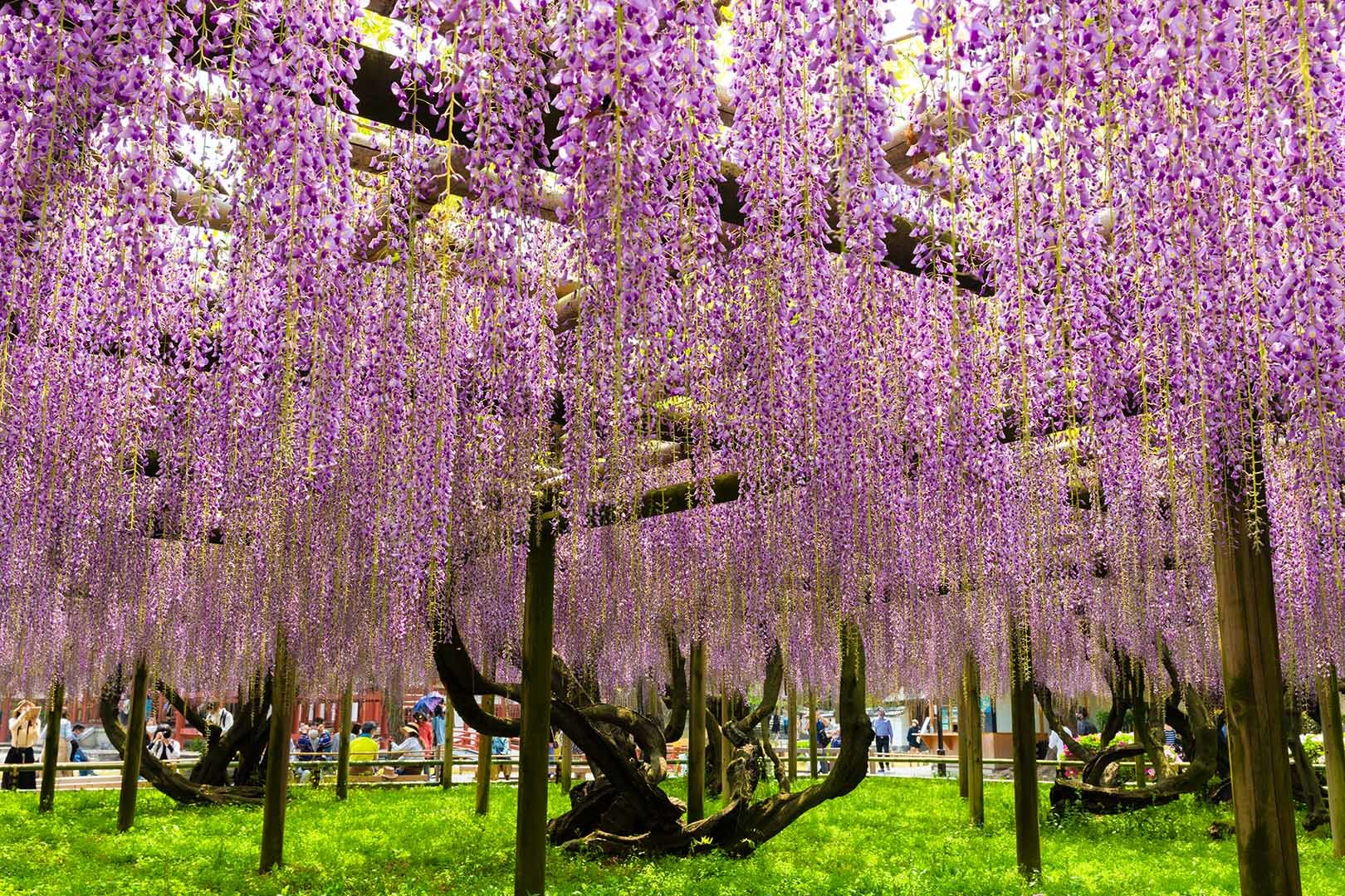 フジ（平等院）_a0003166_09545155.jpg
