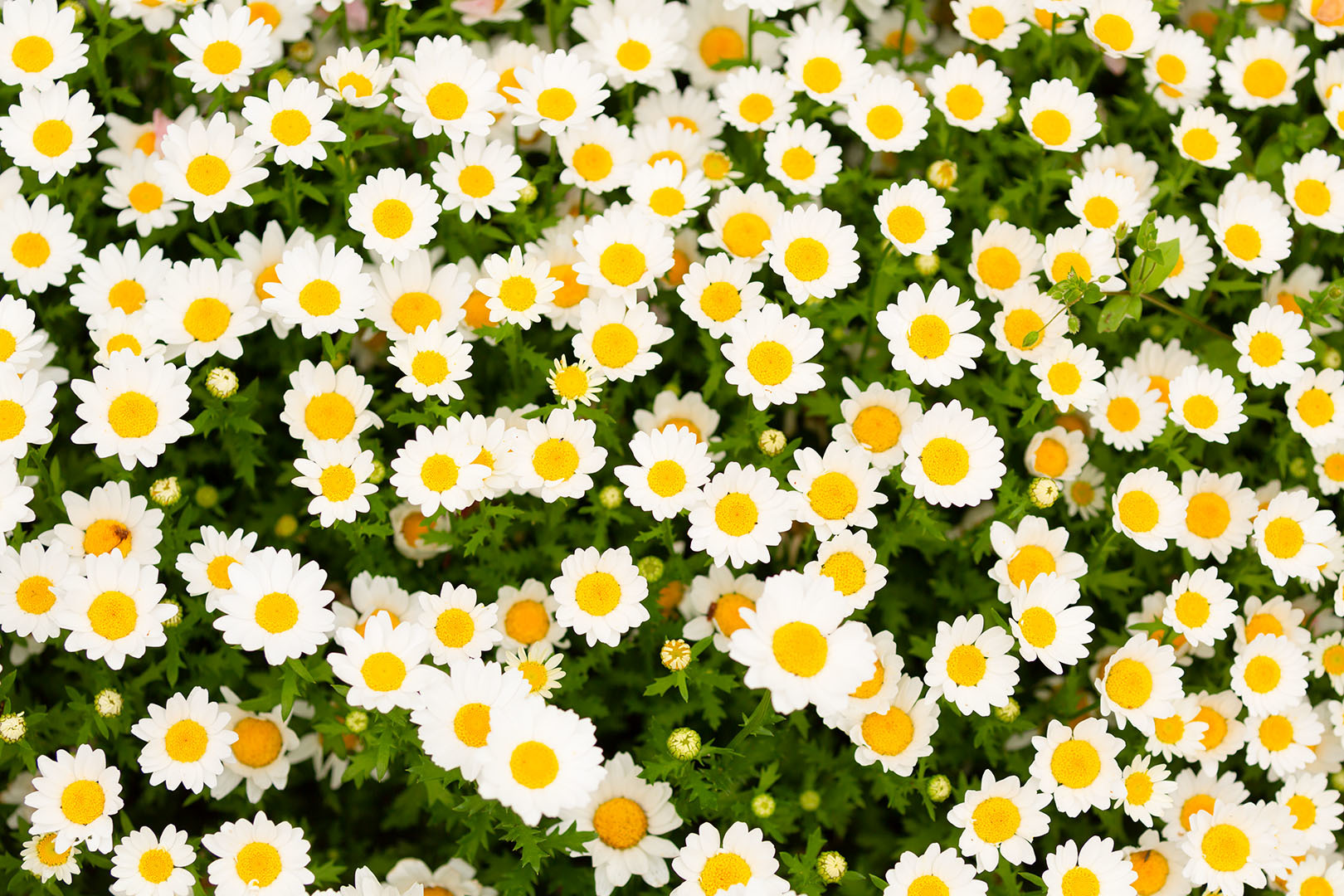 花（宇治市植物公園）_a0003166_10035958.jpg