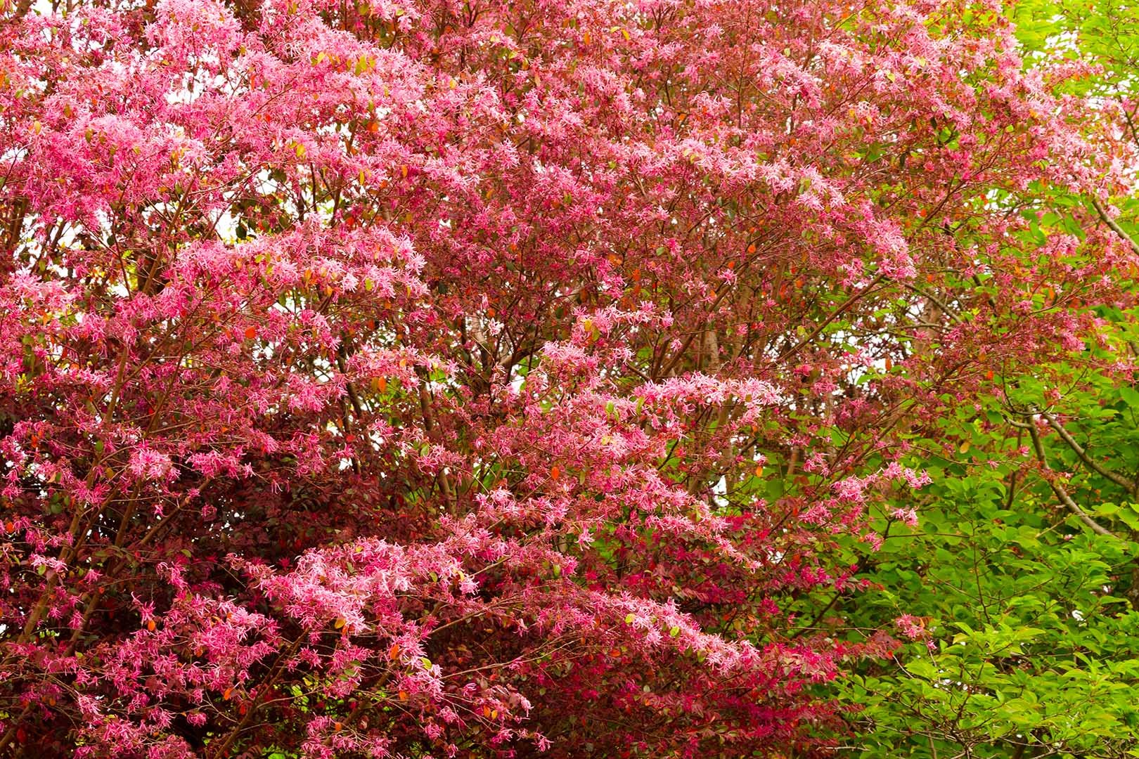 花（宇治市植物公園）_a0003166_10035972.jpg