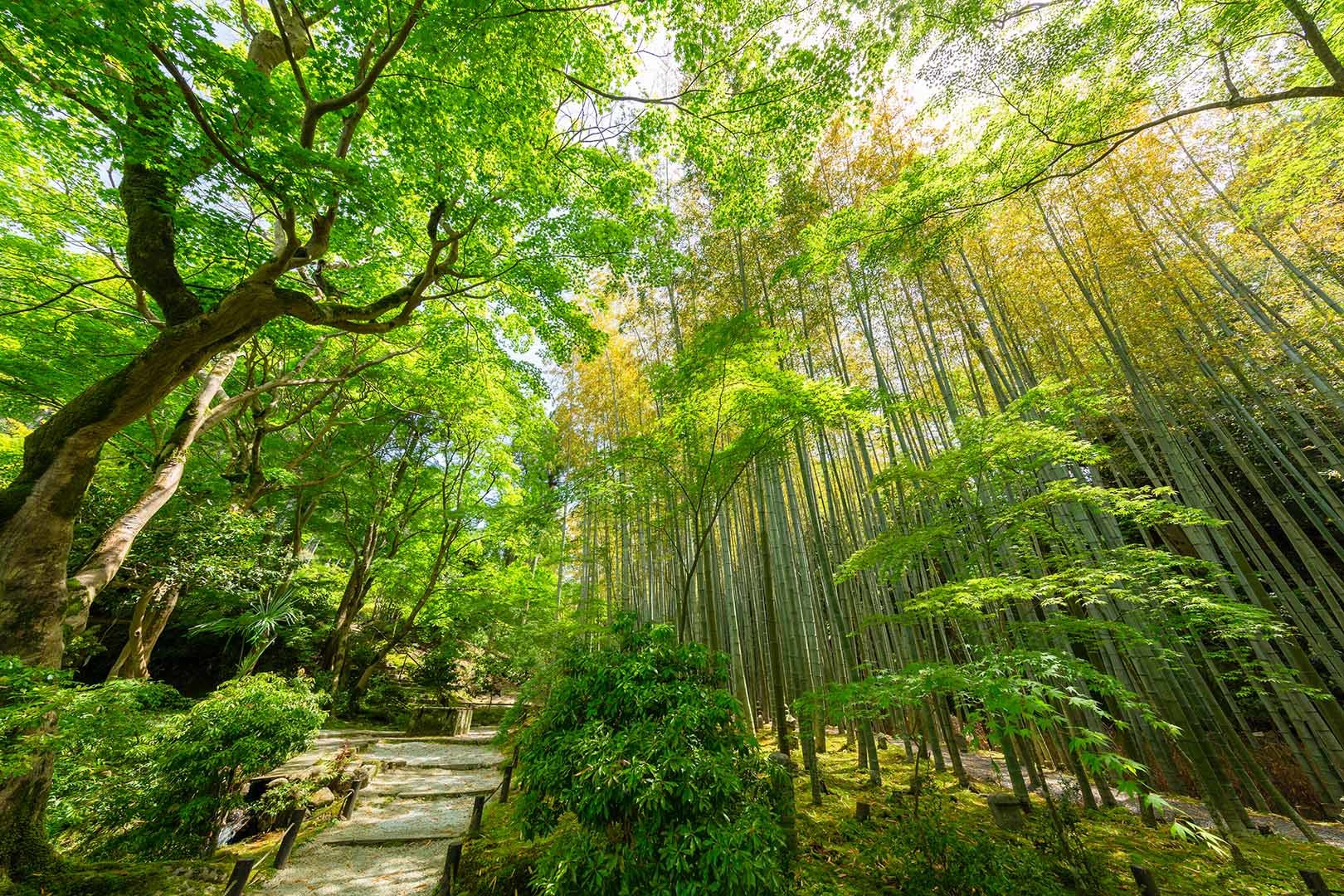 圓光寺_a0003166_10043988.jpg