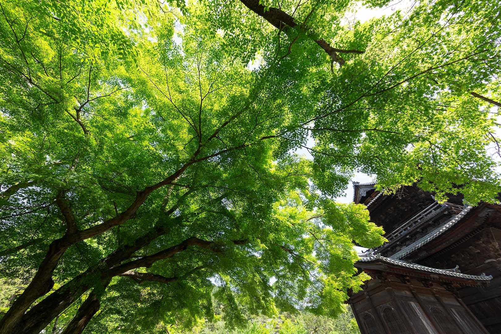南禅寺_a0003166_10070834.jpg