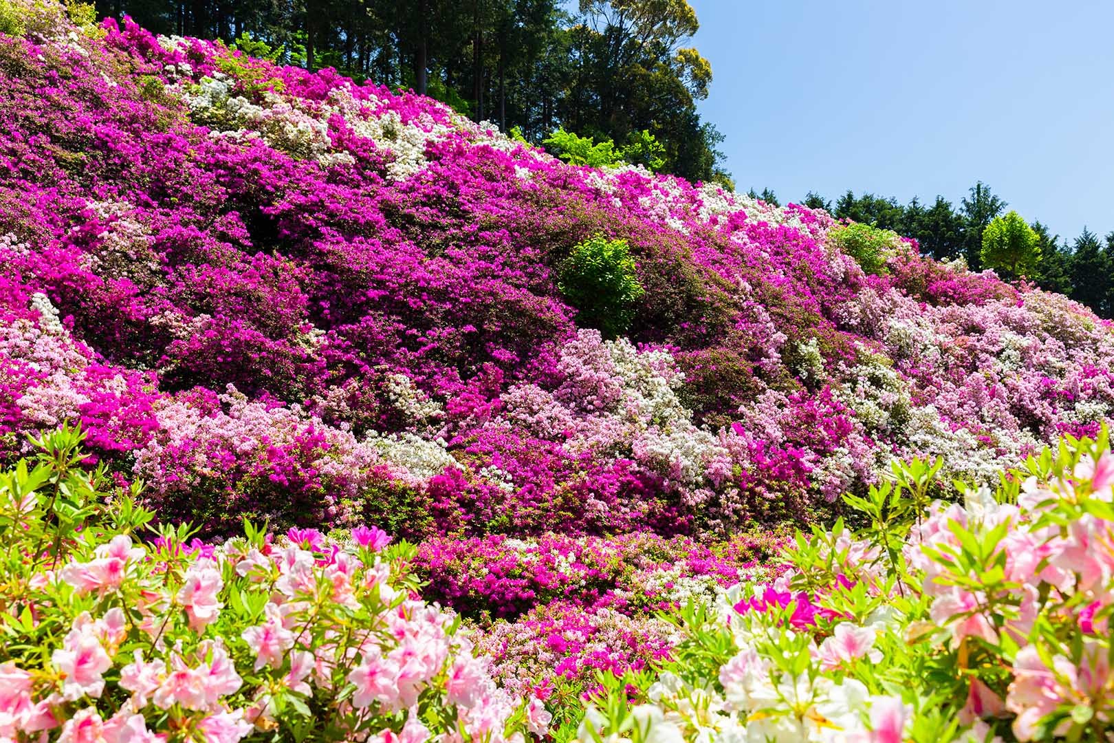 三室戸寺 ツツジ_a0003166_10075032.jpg