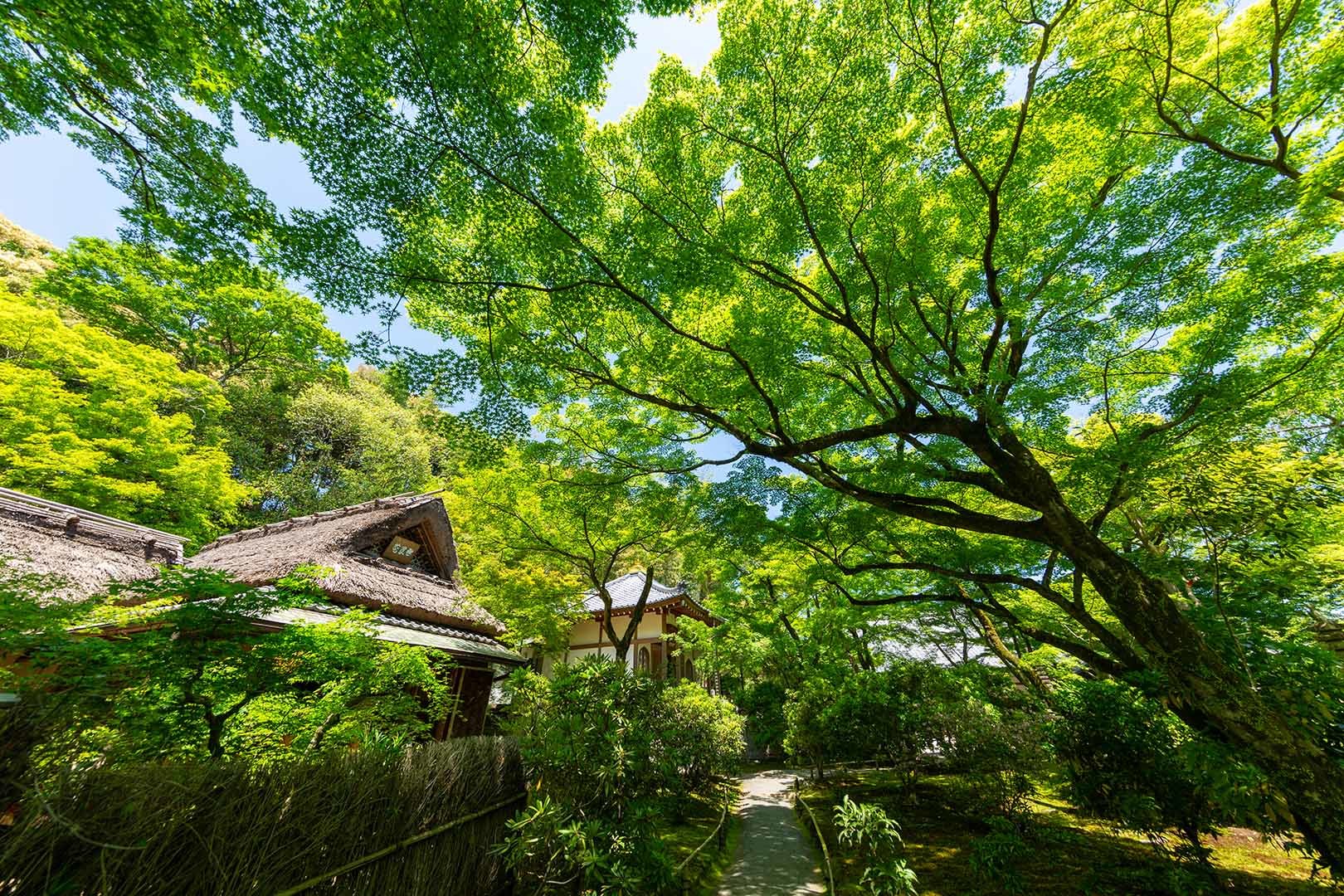 宝厳院_a0003166_10162694.jpg