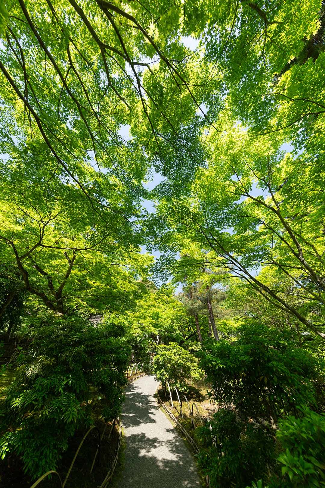 宝厳院_a0003166_10163790.jpg