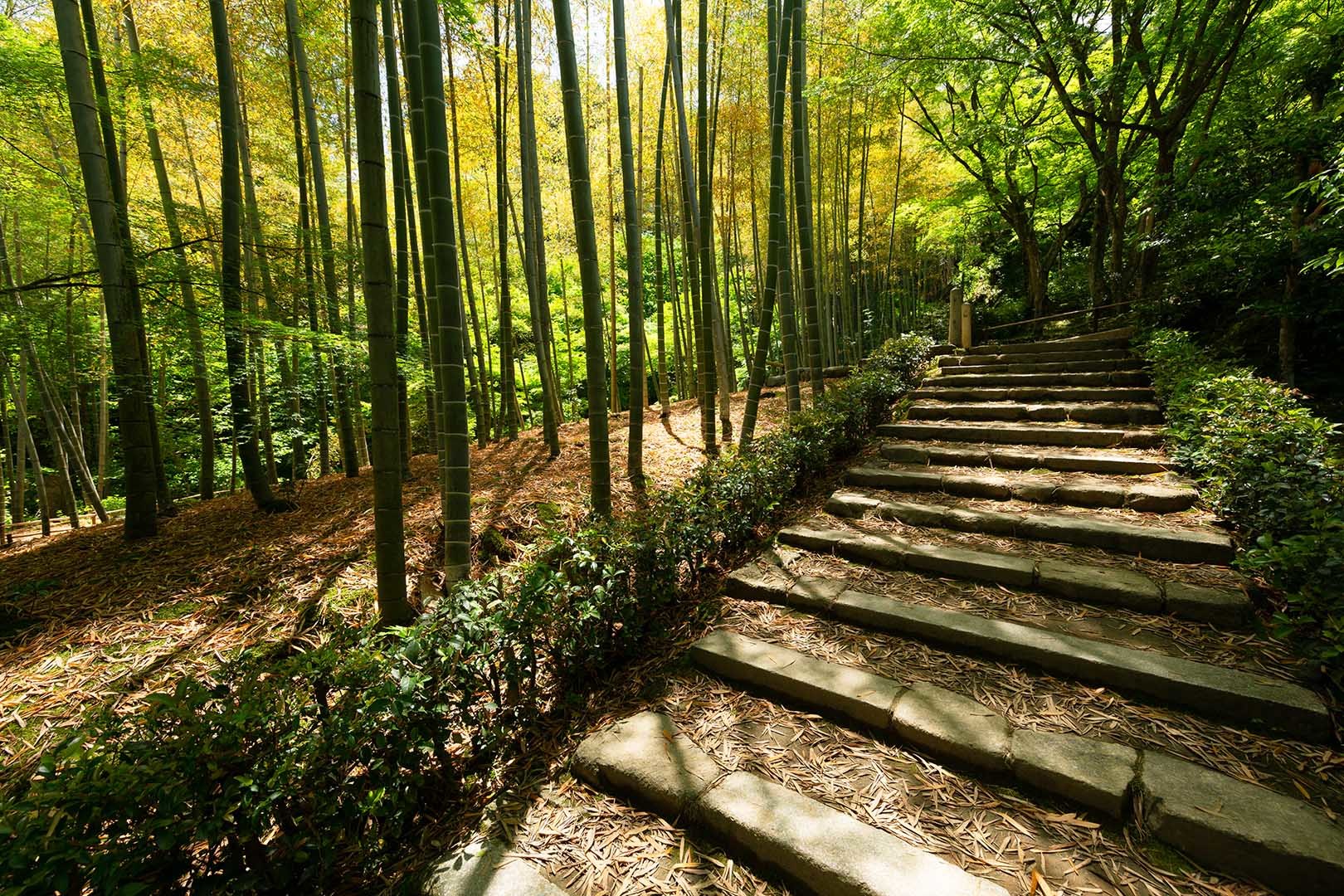 常寂光寺 その１_a0003166_10184570.jpg