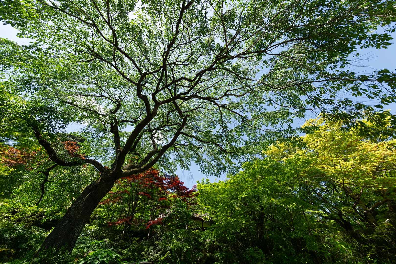 常寂光寺 その２_a0003166_10193641.jpg