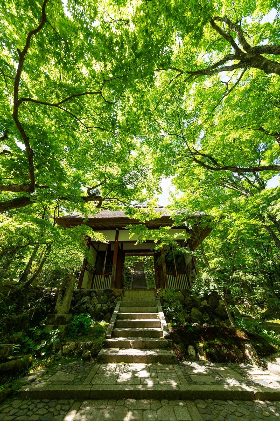 常寂光寺 その２_a0003166_10193658.jpg