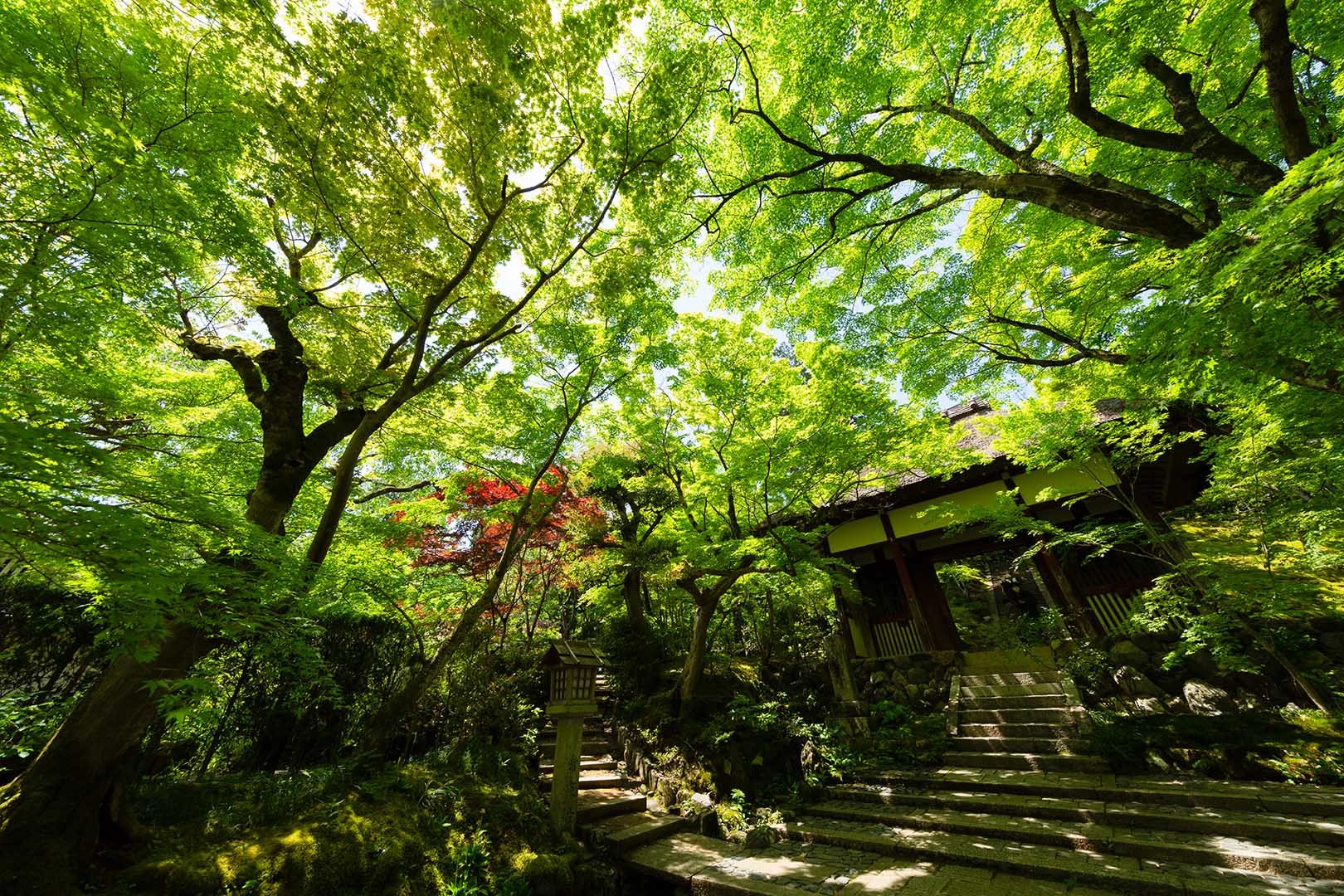 常寂光寺 新緑 その１_a0003166_10193672.jpg