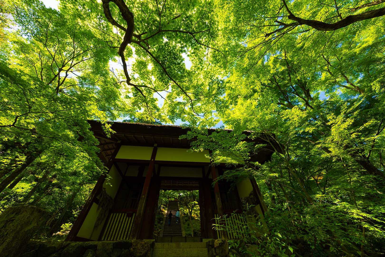 常寂光寺 新緑 その１_a0003166_10193705.jpg