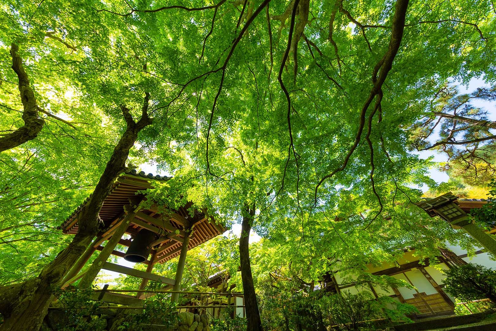 常寂光寺 新緑 その２_a0003166_10210653.jpg
