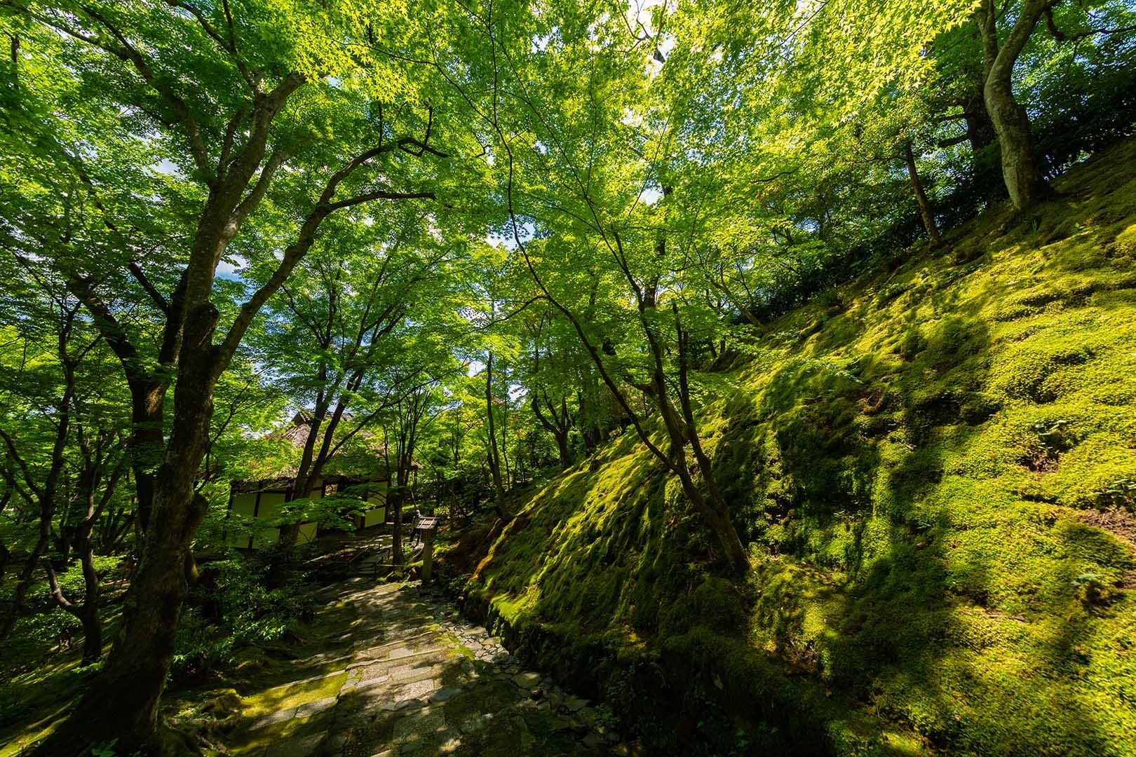 常寂光寺 新緑 その２_a0003166_10210674.jpg